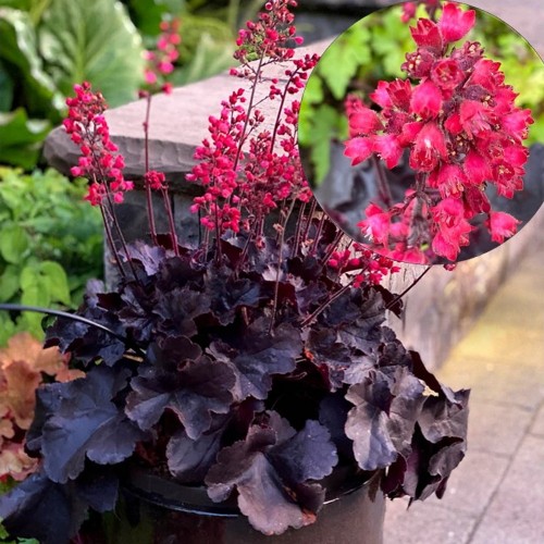 Heuchera 'Black Forest Cake' - Helmikpööris 'Black Forest Cake' P11/0,75L